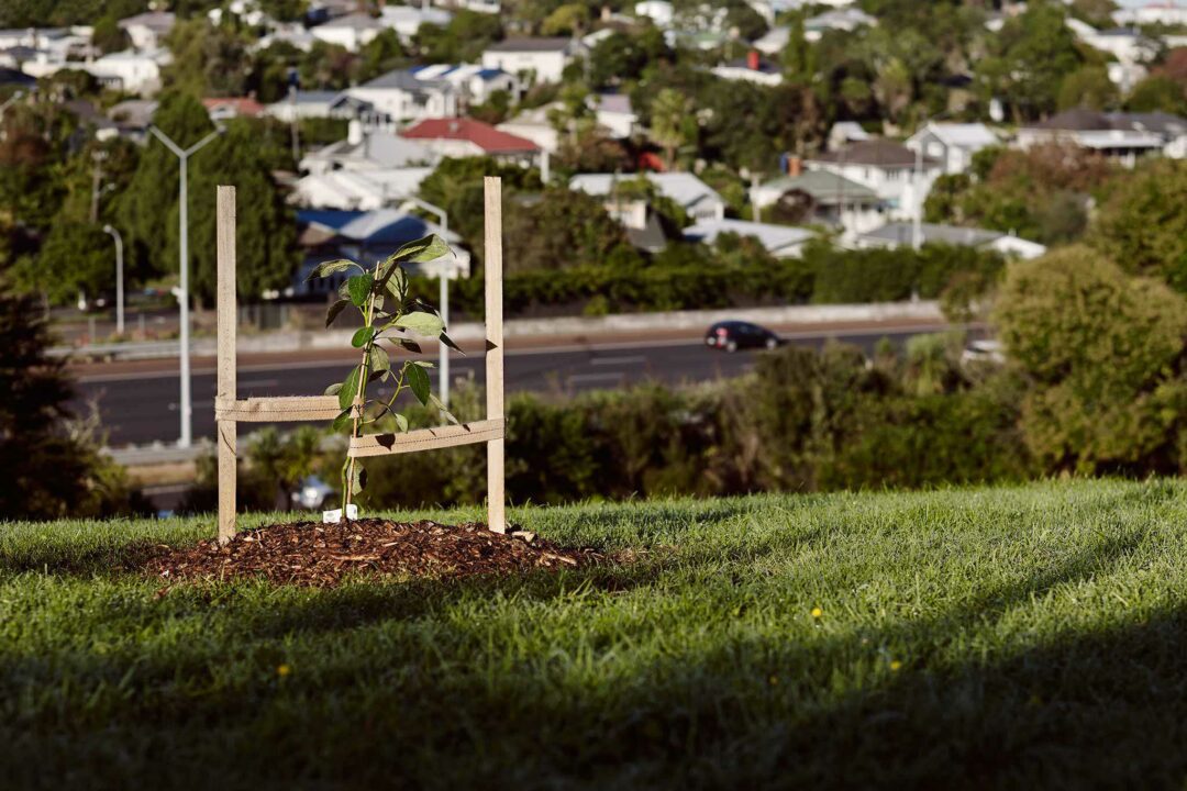 Guerilla Gardening